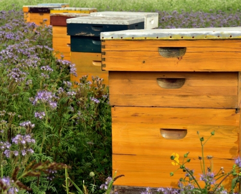 Les ruches en entreprise pour protéger notre écosystème