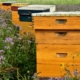Les ruches en entreprise pour protéger notre écosystème