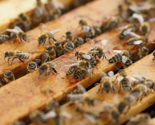 L'installation de ruches en entreprise pour soutenir la biodiversité