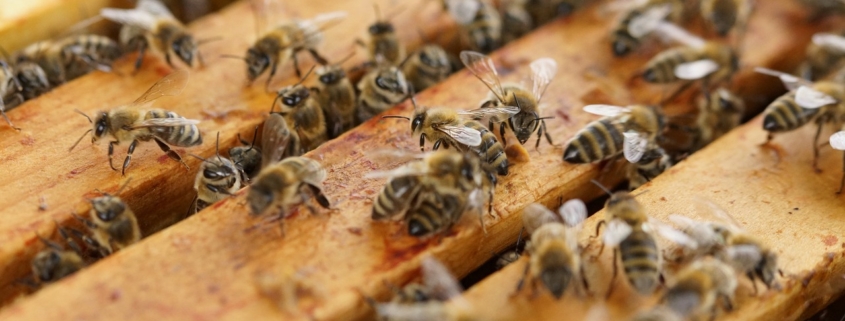 L'installation de ruches en entreprise pour soutenir la biodiversité