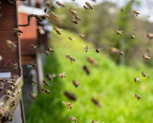 Installer des abeilles chez soi : une démarche engagée pour la biodiversité