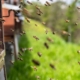 Installer des abeilles chez soi : une démarche engagée pour la biodiversité