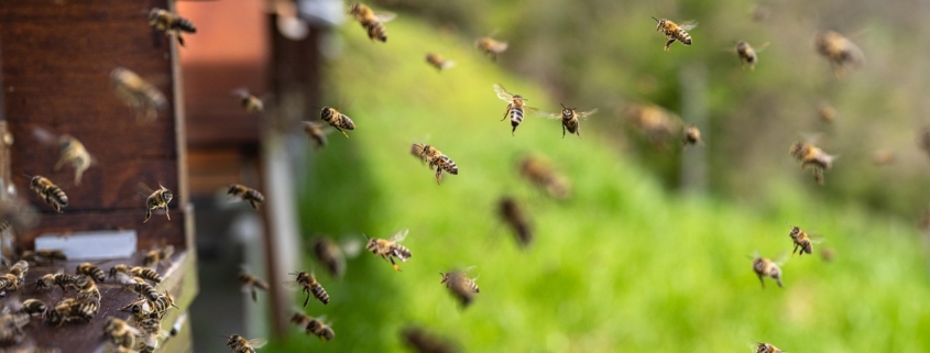 Installer des abeilles chez soi : une démarche engagée pour la biodiversité